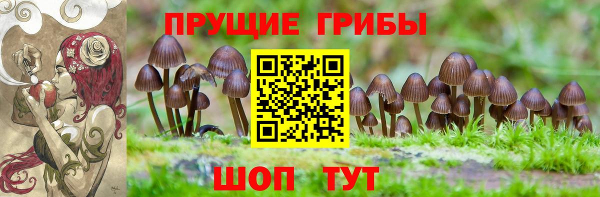 Псилоцибиновые грибы GOLDEN TEACHER  Вход с VPN  Шатура  Псилоцибиновые грибы MAGIC MUSHROOMS 
